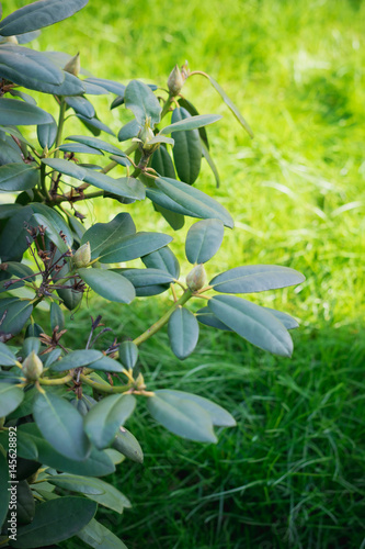 Wallpaper Mural Рододендрон Torontodigital.ca