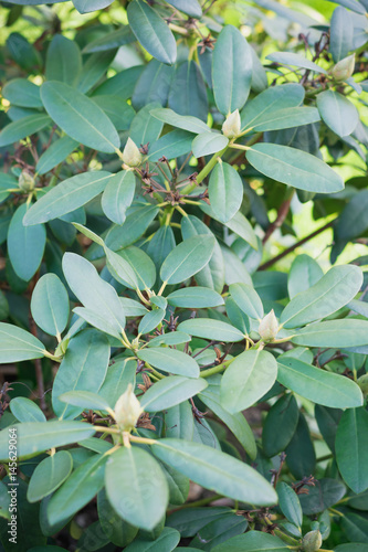 Wallpaper Mural Рододендрон Torontodigital.ca