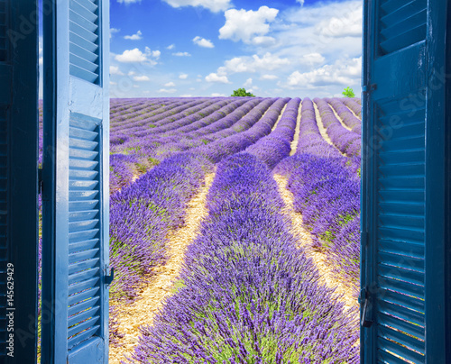 Fototapeta Naklejka Na Ścianę i Meble -  Lavender field rows with summer blue sky through wooden shutters, France