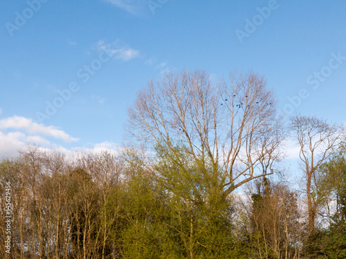 a skyline of trees crisp and clear with a blue sky with some small little cloud line on a sunny afternoon with ravens and crows in the trees bare flying between and resting