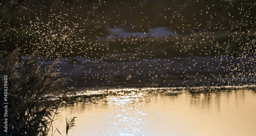 A swarm of mosquitoes near the reeds on the pond in the background light of the setting sun. Selective focus. A swarm of mosquitoes near the reeds on the pond in the background light of the setting sun. Selective focus.