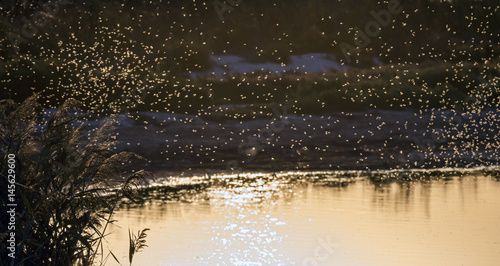 A swarm of mosquitoes near the reeds on the pond in the background light of the setting sun. Selective focus.