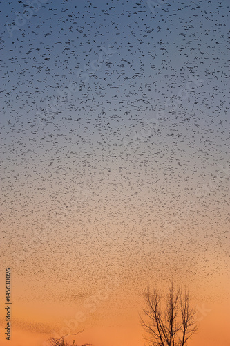 Mississippi Flyway Bird Migration
