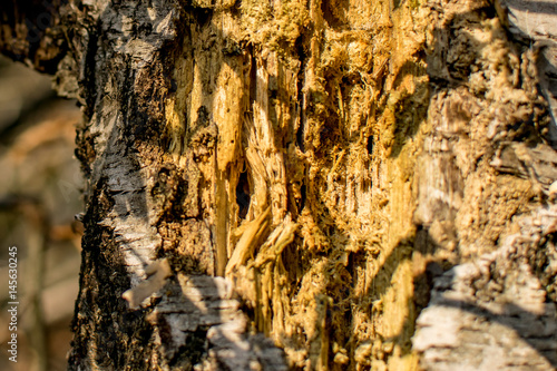 Sichtbares Baum Inneres einer Fichte durch einen Käferbefall photo