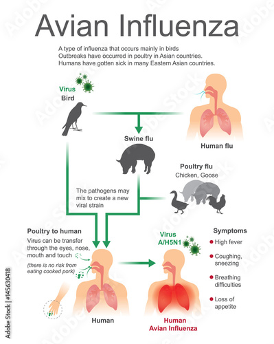 Avian Influenza.Virus Bird, Vector, Illustration.