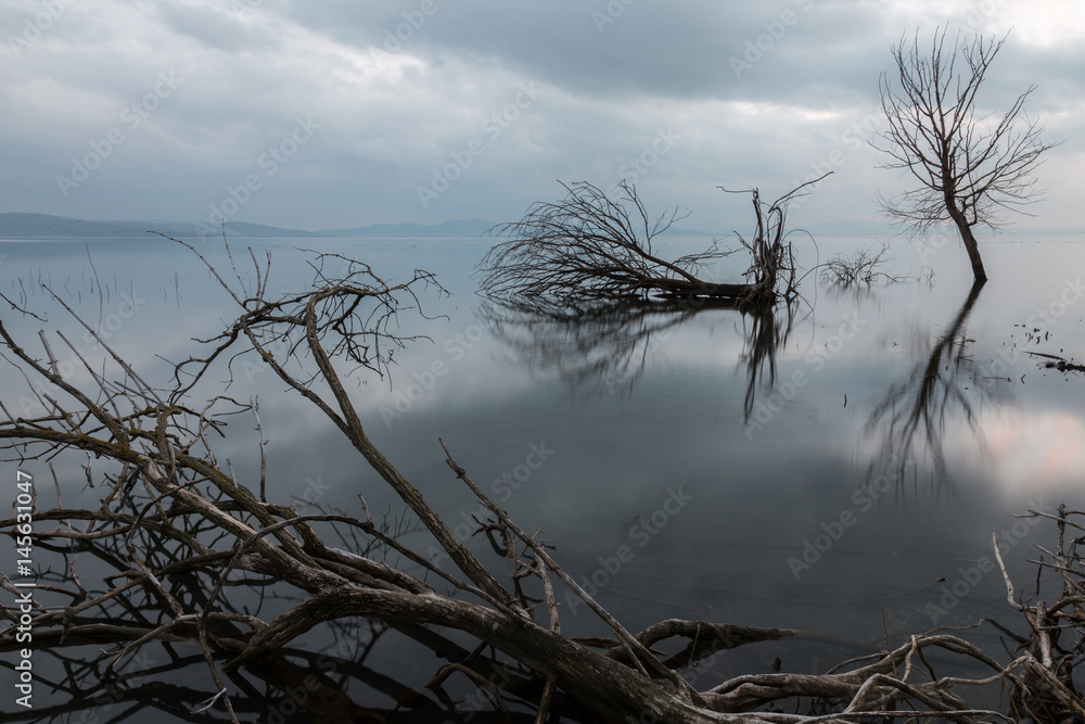 Fototapeta premium Some skeletal trees and branches on a lake beneath a cloudy sky