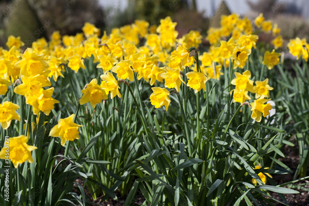 Fototapeta premium Lots of Daffodils in a field