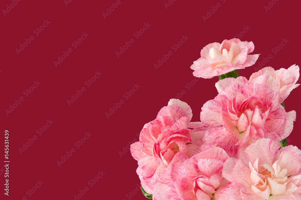Greeting Card. Bouquet of pink Carnations on a dark red background. Mother's Day. Flower gift.