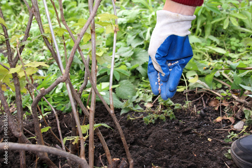 Woman hand in a rubber glove fertilizing a currant shrub with granular autumn fertilizer in the autumn garden