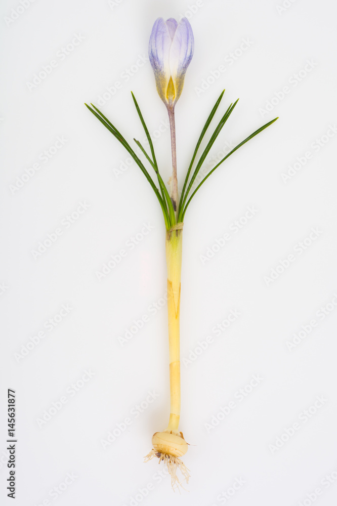 Fototapeta premium Crocuses first spring garden flowers