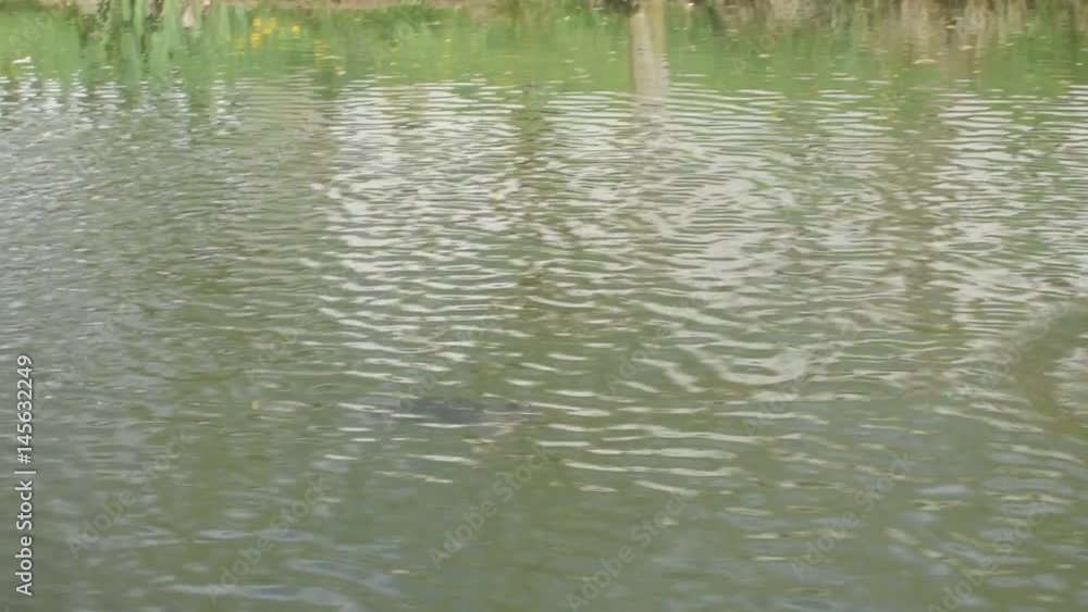 Bird with fish Wildlife scene from river. Bird with fish Wildlife scene from river.