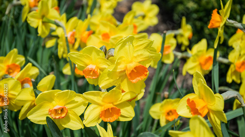 Fototapeta Naklejka Na Ścianę i Meble -  Цветущие желтые нарциссы