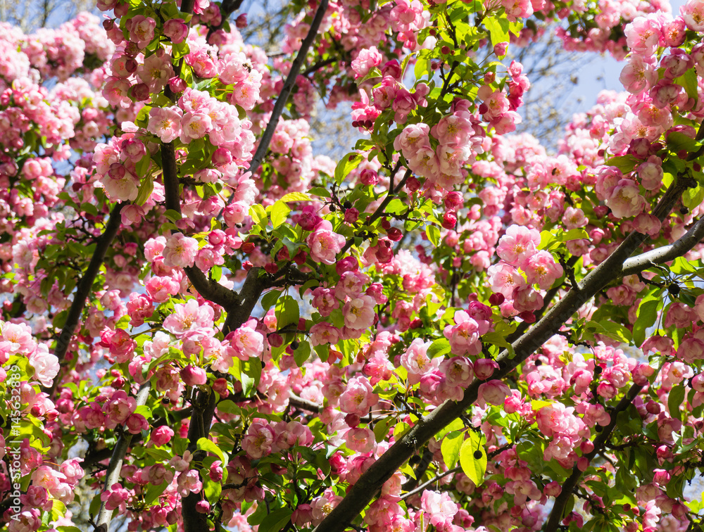 Fototapeta premium Rosa Zierkirsche