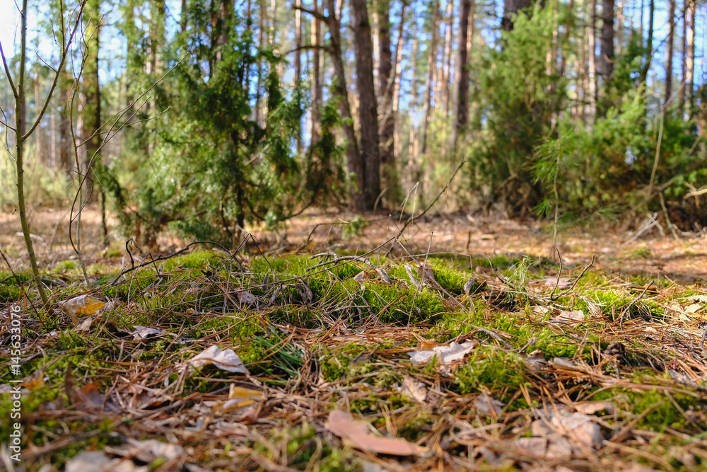in the forest
in the forest