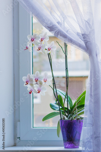 Wallpaper Mural Белая орхидея в сиреневом горшке цветет на подоконнике занавешенного окна Torontodigital.ca