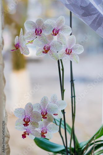 Wallpaper Mural Белая орхидея на окне Torontodigital.ca