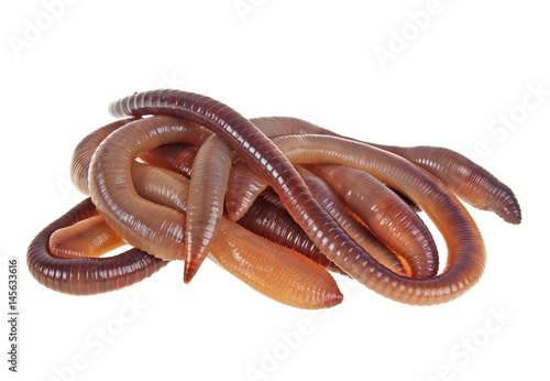 Animal earth worms isolated on white background