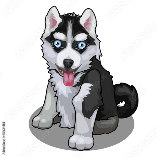 Dog breed husky with blue eyes isolated. Vector