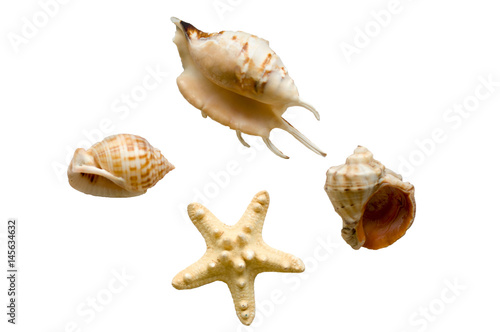 Seashells and starfish. Isolate