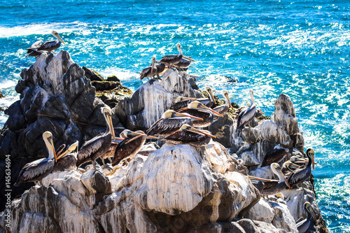 Brown pelicans resting on the rocks in Chile