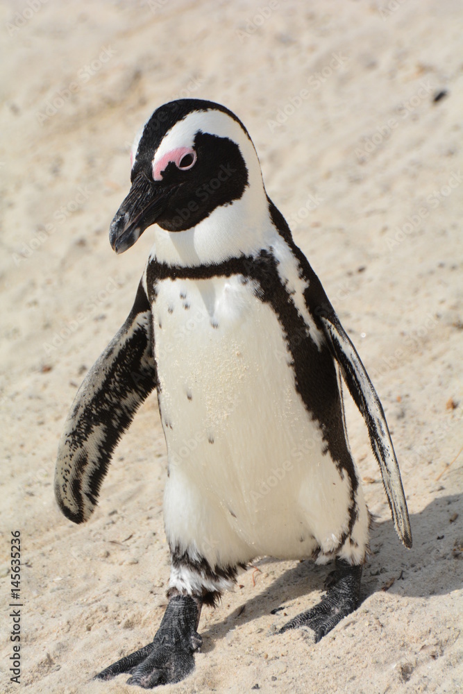 Obraz premium Pinguino