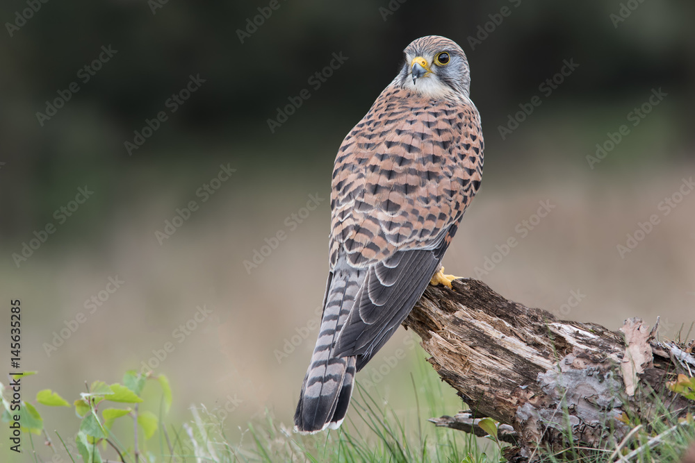 Fototapeta premium portrait of a kestrel perched on a tree stump looking back over the shoulder