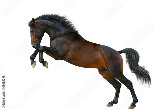 A horse stands on the hind legs.