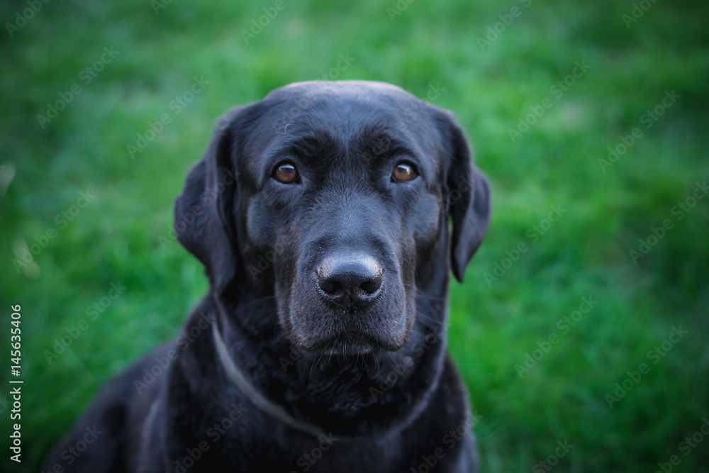 Портрет черной собаки породы лабрадор
