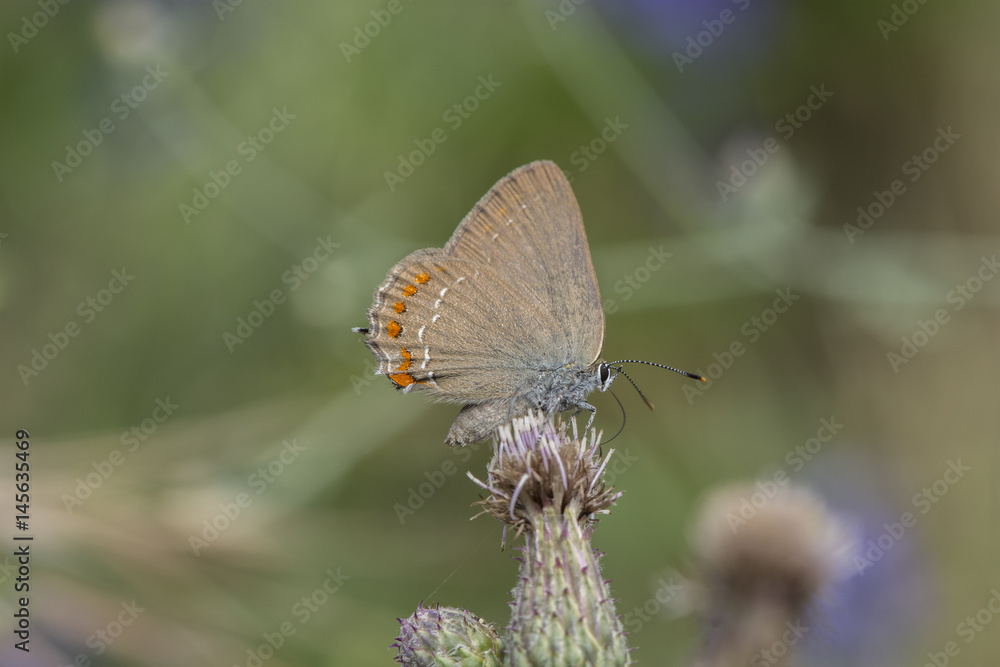 Fototapeta premium False Ilex Hairstreak (satyrium esculi), Maritime Alps, France.