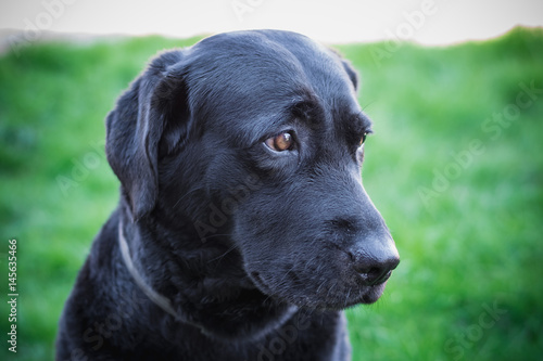 Черная собака лабрадор с грустными глазами