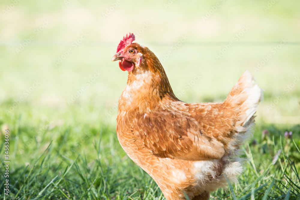 Fototapeta premium Chicken Hen In Profile In Grass
