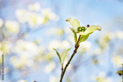 Dogwood Blooms In Spring Smoky Mountains National Park Tennessee