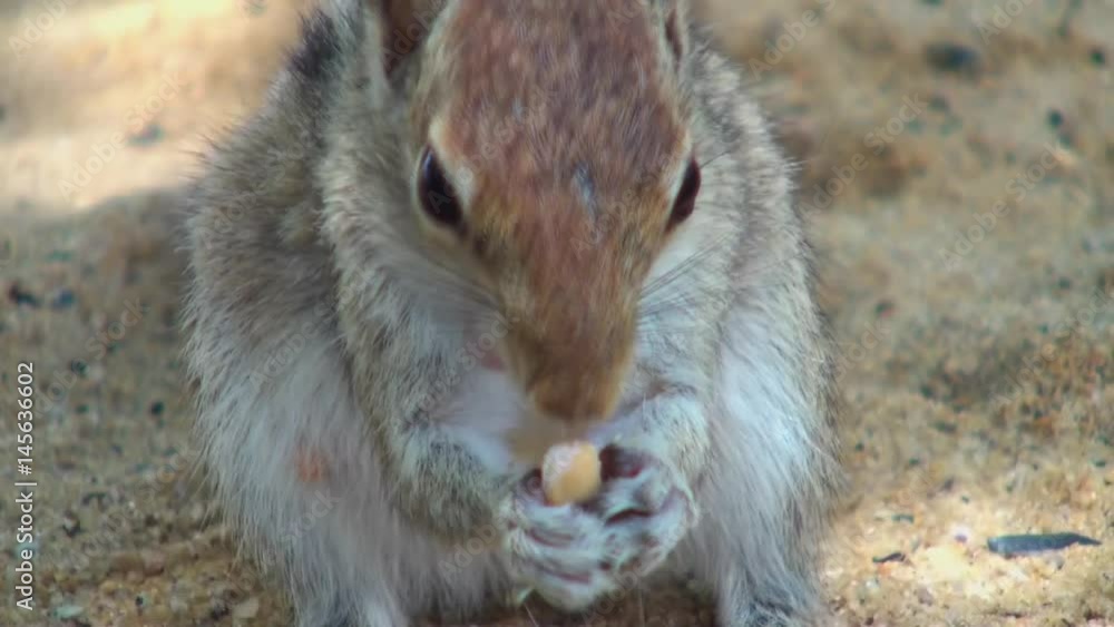 Squirrel gnaws nuts in the Maldives. Close up. Unique shooting of animals. A fascinating journey into the world of tourism and wildlife. Squirrel gnaws nuts in the Maldives. Close up. Unique shooting of animals. A fascinating journey into the world of tourism and wildlife.