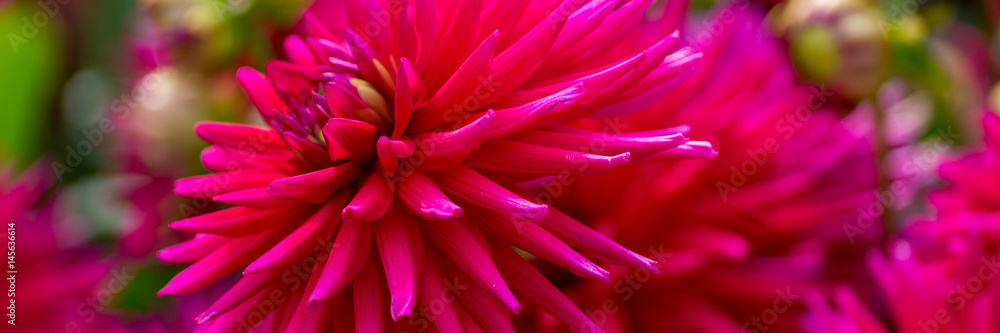 Kräftige Pinke Dahlie - Banner Kräftige Pinke Dahlie - Banner