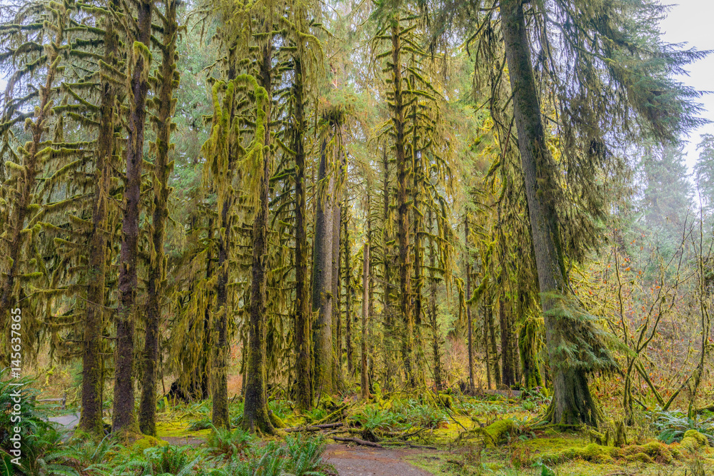Obraz premium The Olympic Peninsula is home for gorgeous rain forests. Hoh Rain Forest, Olympic National Park, Washington state, USA