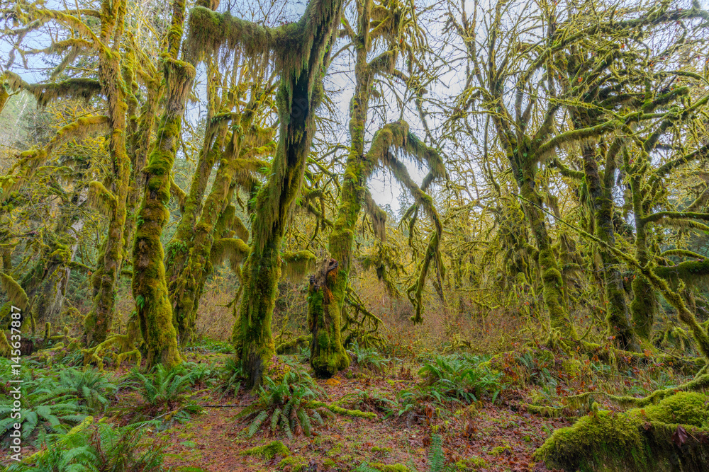 Green thickets in the forest of old-growth trees. Beautiful ferns grow between huge trees in temperate rain forests. Hoh Rain Forest, Olympic National Park, Washington state, USA Green thickets in the forest of old-growth trees. Beautiful ferns grow between huge trees in temperate rain forests. Hoh Rain Forest, Olympic National Park, Washington state, USA