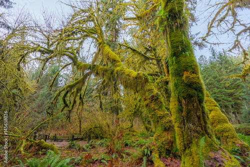 Green thickets in the forest of old-growth trees. Beautiful ferns grow between huge trees in temperate rain forests. Hoh Rain Forest  Olympic National Park  Washington state  USA