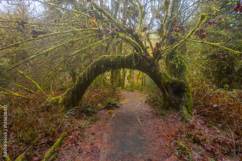 Natural arch from tree trunks. The Hall of Mosses Trail goes through the most beautiful rainforest. Hoh Rain Forest, Olympic National Park, Washington state, USA