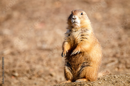 Prairie Dog