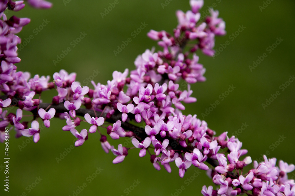 Spring Purple Flower Spring Purple Flower
