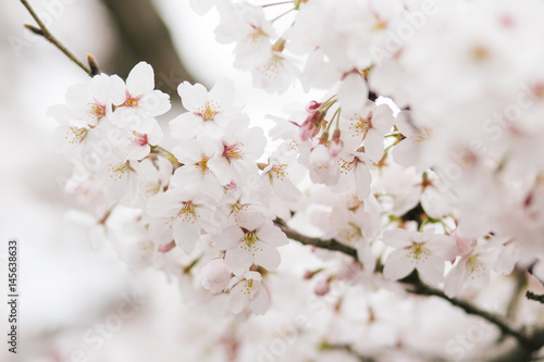 Sakura, Spring time in Tokyo © Watsamon