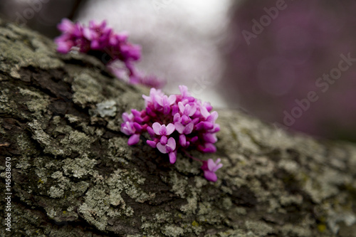 Spring Purple Flower