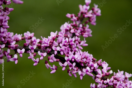 Spring Purple Flower