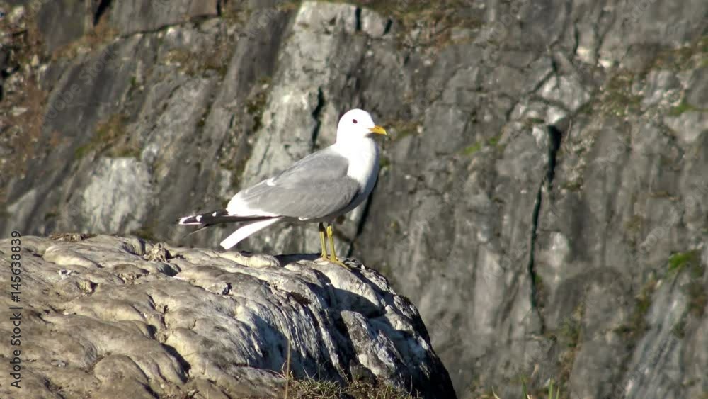 Sea grey Seagull sitting on the rocks. Scene with birds gulls in the wild. Mountainous coastal terrain. Sea grey Seagull sitting on the rocks. Scene with birds gulls in the wild. Mountainous coastal terrain.