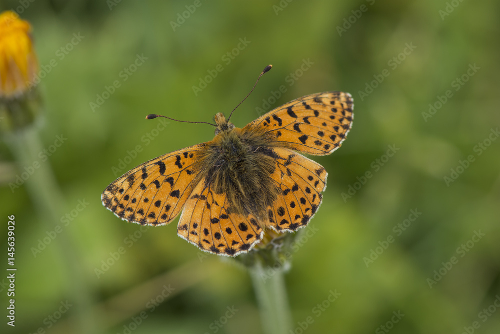 balkan fritillary (boloria graeca), Maritime Alps, France. balkan fritillary (boloria graeca), Maritime Alps, France.