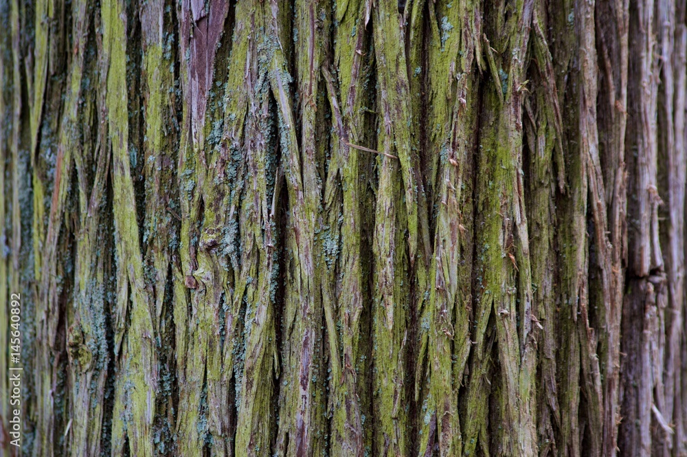 Macro Tree Bark Textured Background Macro Tree Bark Textured Background