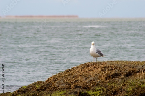 Isolated Seagull on the Coastline