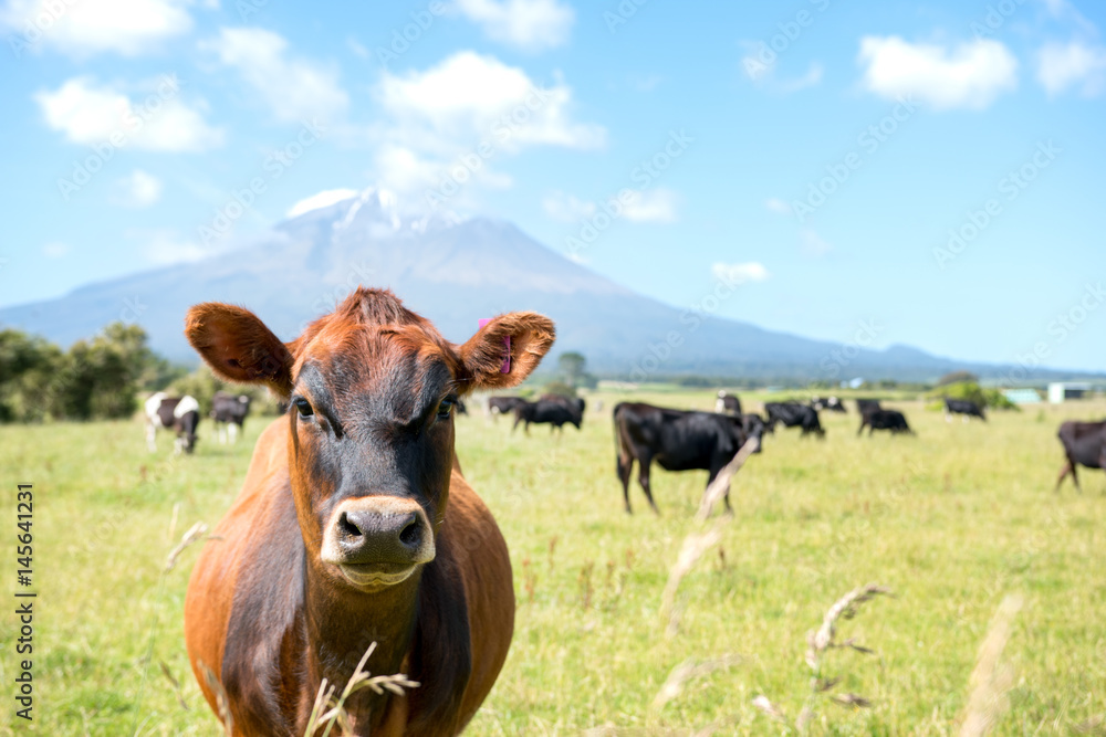 New Zealand Mount Taranaki, Curious looking cow with a volcano in the background