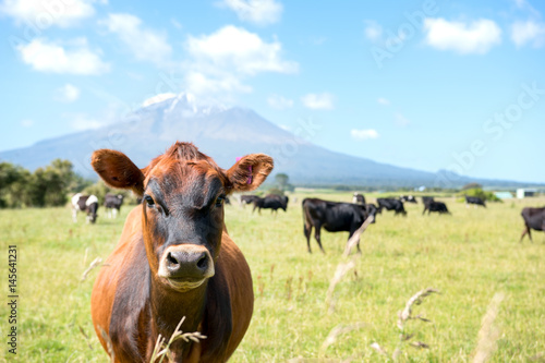 New Zealand Mount Taranaki, Curious looking cow with a volcano in the background © dasr912
