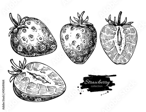 Strawberry vector drawing set. Isolated hand drawn berry and  sl